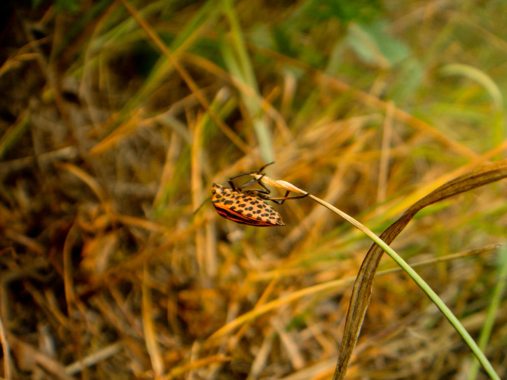 Tiger-bug by Launcherrr on DeviantArt