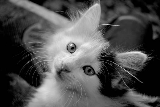 Lovely kitten