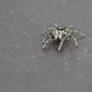 Jumping Spider