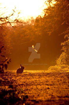 Rabbit in the Dawn