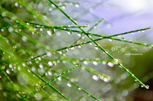 Morning dew