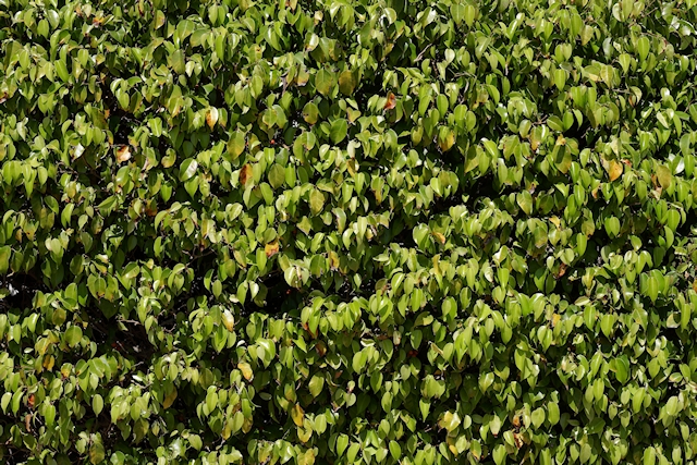 Leaves Wall Texture 3888 X 2592