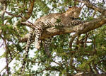 Tanzanian Leopard by charlielover