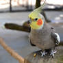 Cockatiel