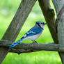 Bluejay