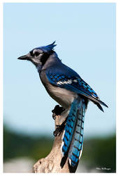 Bluejay 0085