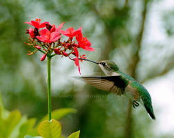 Humming bird and red flower