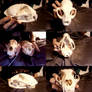 BOBCAT SKULL *SOLD!*