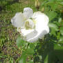 White Rose