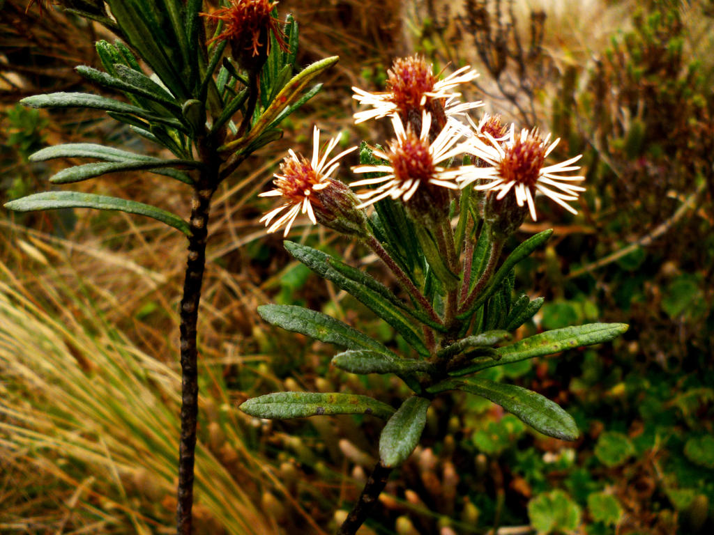 Diplostephium rupestre by Raptoredy on DeviantArt