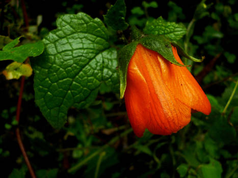 Nasa grandiflora