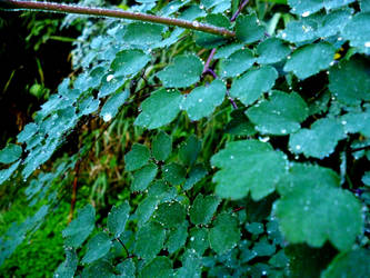 Thalictrum podocarpum