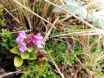 Stachys ellyptica