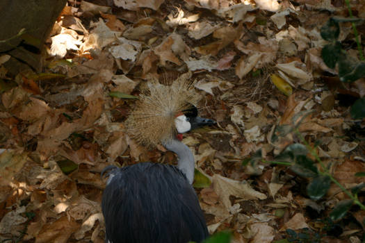 the crowned crane