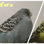 Before and After with Budgies