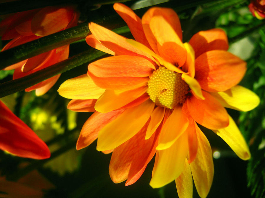 Chuiy Fire Flower by Chuiy on DeviantArt