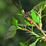 Larvae and Ladybug