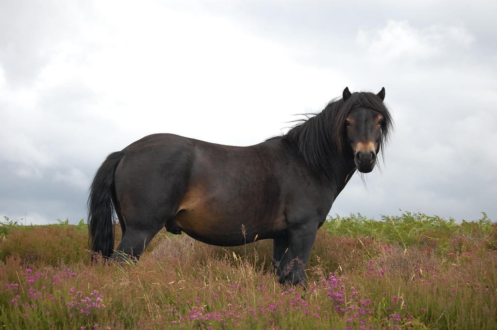 Exmoor pony Stock 1