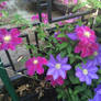 Clematis flowers in the backyard