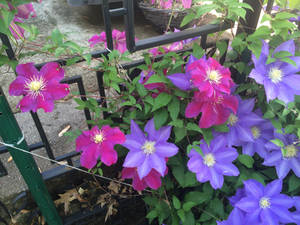 Clematis flowers in the backyard