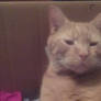 My pets: Mojo the male Tabby cat