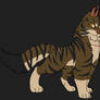 Tigerstar Design