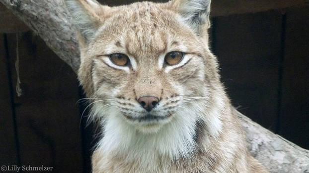 The beautiful lynx