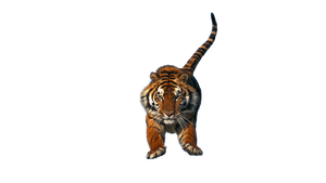Flying tiger(Cut out)