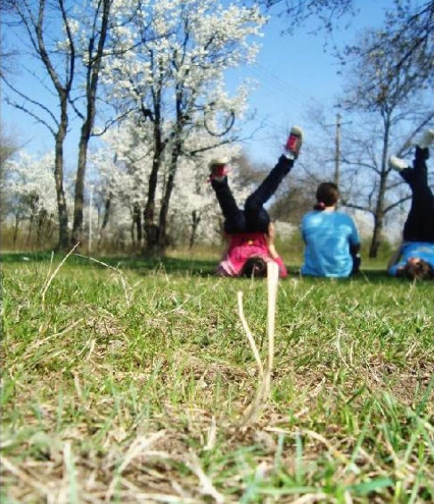 Friendship Spring. by VMari on DeviantArt
