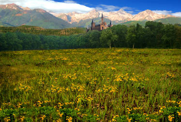 Field Of Yellow Flowers