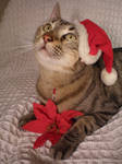 Christmas Cat by JacquiJax-Stock