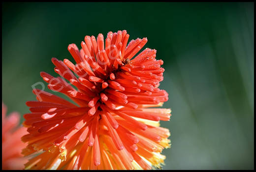 Hot Poker