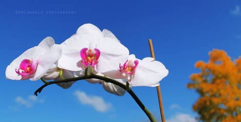 Orchids in the sun