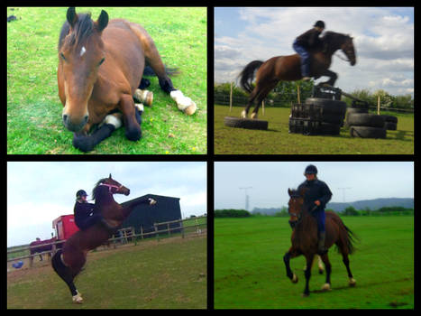 Thorndonpark Melody, Welsh Cob Showjumper