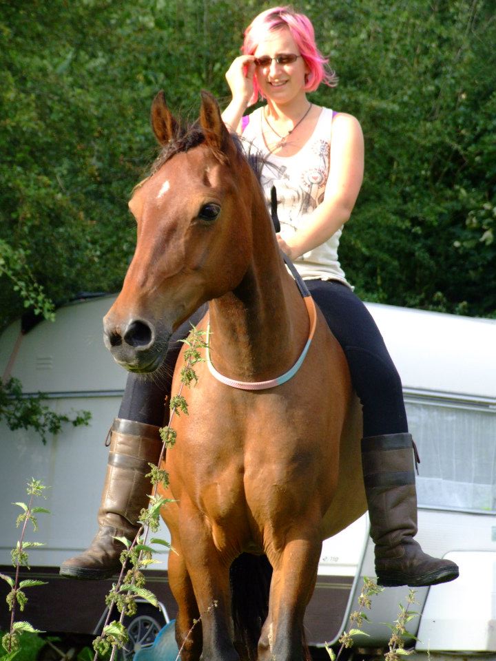 Welsh Cob Doing Natural Horsemanship Tackless