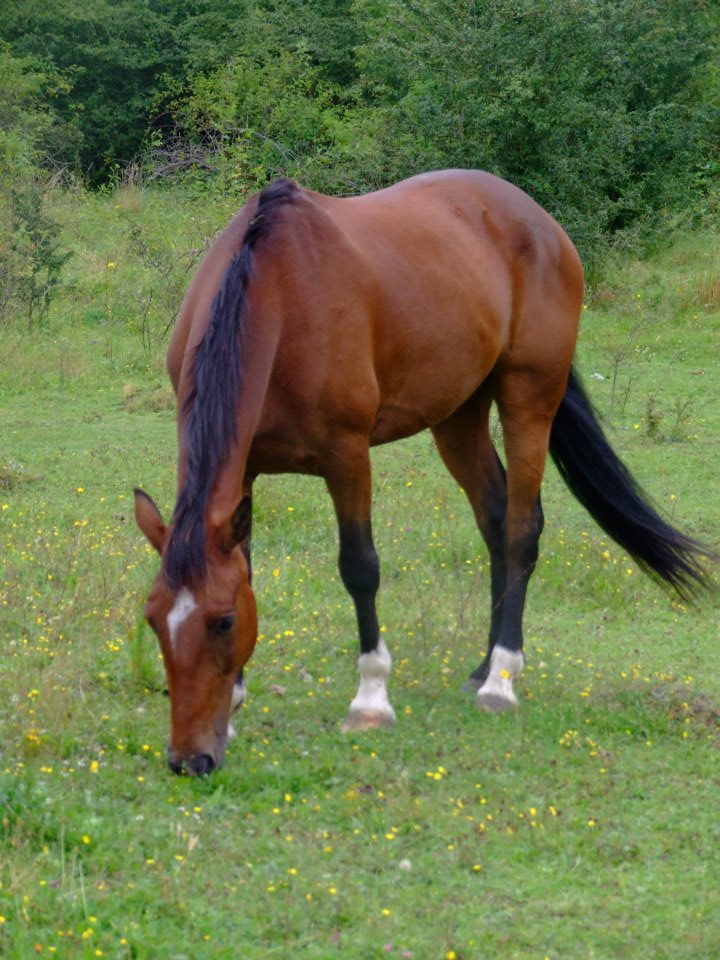 Irish Trotter Grazing