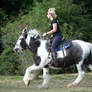 Bitless Western Blue Eyed Gypsy Vanner