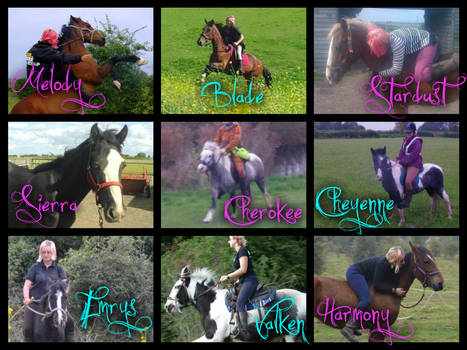 Deviant ID Winter 2012 - My 9 Rescue Horses