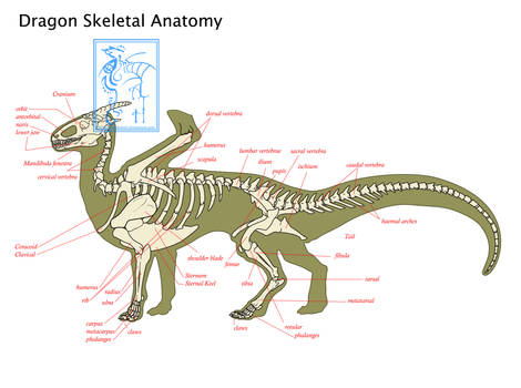 Dragon Anatomy Skeletal EDIT