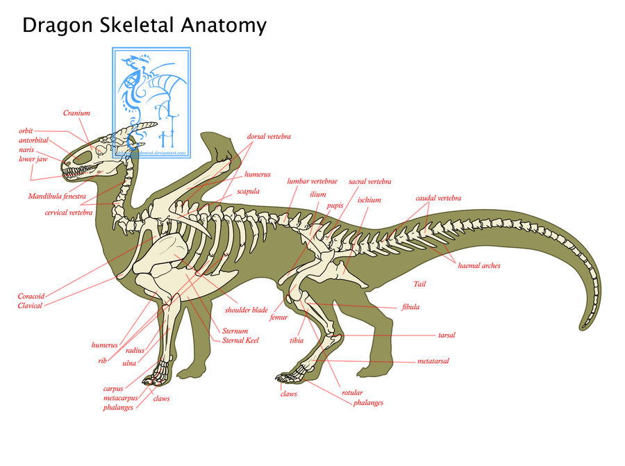 Dragon Anatomy Skeletal EDIT By ObloquyCondemed On DeviantArt dragon-anatomy-skeletal-edit-by-obloquycondemed-on-deviantart