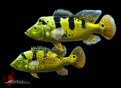 Cichla Kelberi Pair