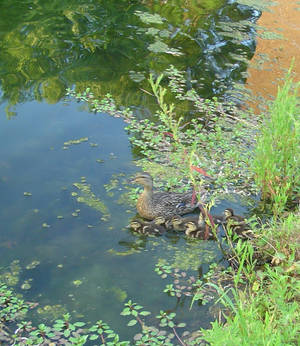 Ducks in Lake 1