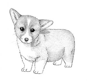 Corgi Pup Sketch