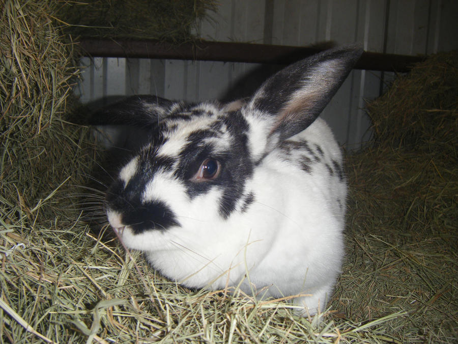 Step Face Double Rabbit Double Chin Bunny by WickedBlackWidow92 on DeviantArt