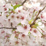 Cherry blossoms