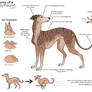 Anatomy of a Greyhound