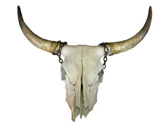 Bull Skull