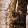 Perched Squirrel