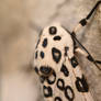 Giant Leopard Moth 2