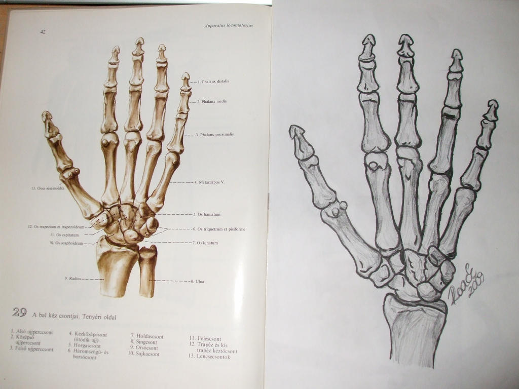 Skeleton hand